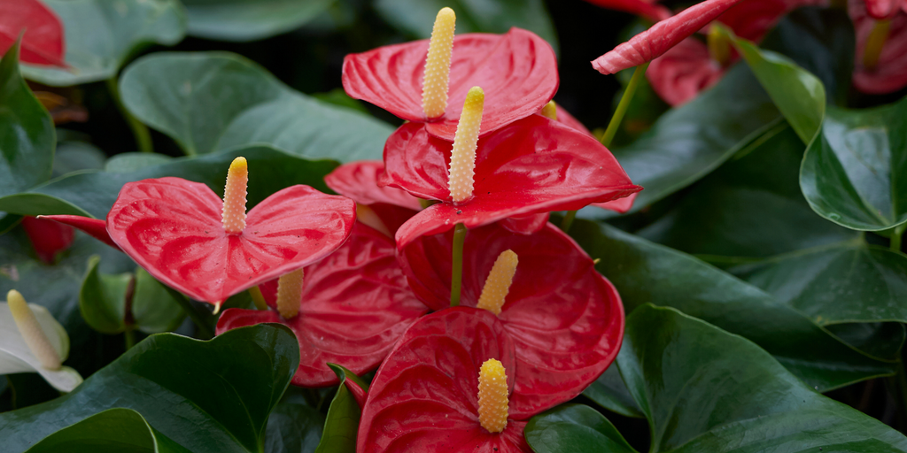 Lucky Flowers for Lunar New Year