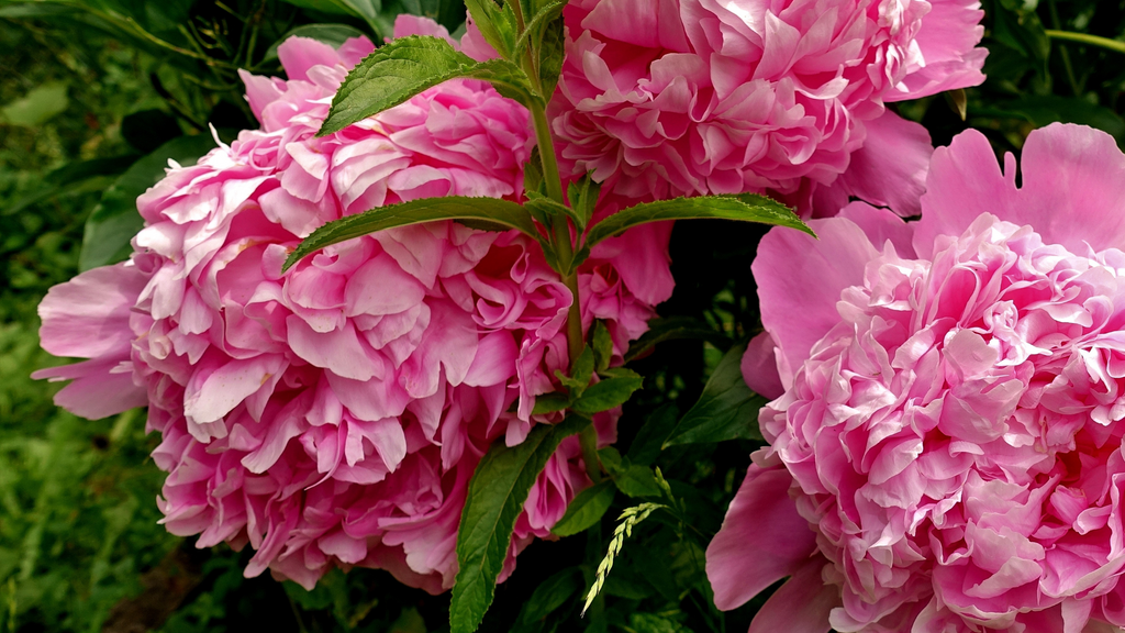 Flower of the Month